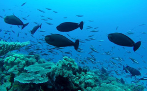 Cartographie des habitats marins et état de santé des récifs coralliens : nouvelles campagnes scientifiques du Xe FED