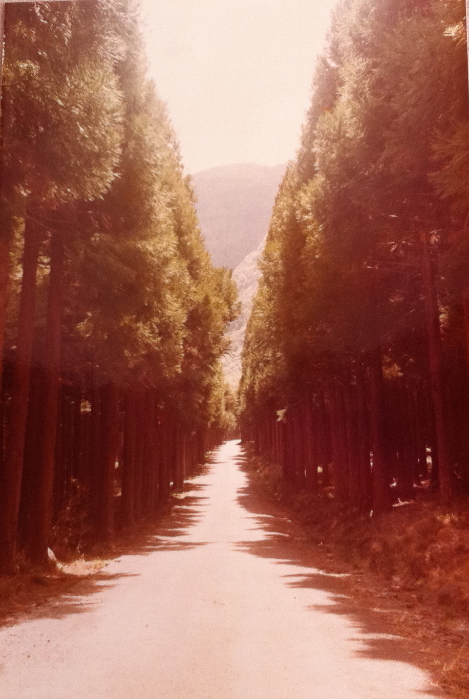 Chemin Grand bois sa lé longue!