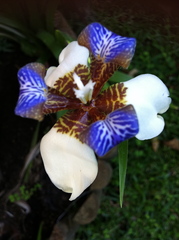 Orchidée sauvage