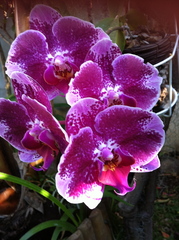 Orchidée