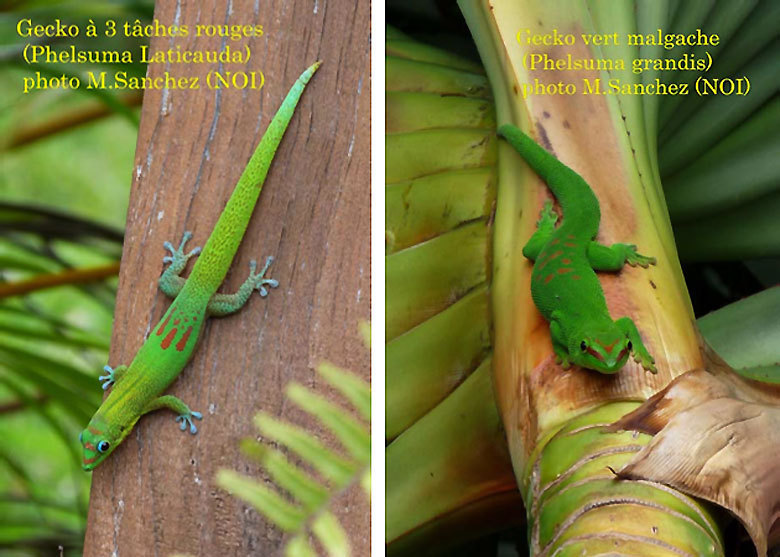 Sauvons le Gecko vert de Manapany et le Gecko vert de Bourbon