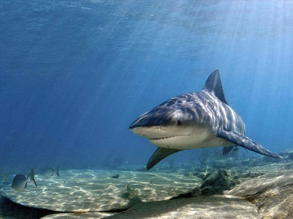 Lutte contre les requins : "La réponse du ministre de l'Outre-mer ne m'a nullement satisfaite", dixit Thierry Robert
