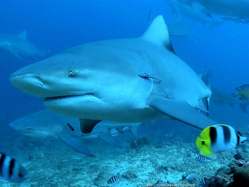 Requin bouledogue (Müller & Heinle 1839) - Carcharhinus leucas