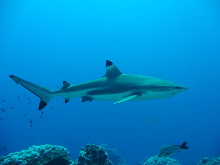 Attaque de requin, quel risque en Martinique ? - Martinique la 1ère