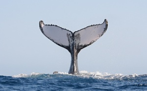 Ile Sainte-Marie : Un Festival des Baleines en 2015