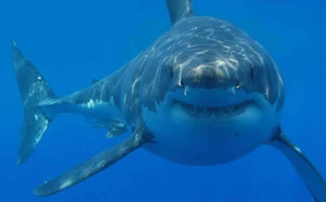 Attaque de requin sur le spot de surf de la Gauche de Saint-Leu