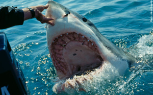 Dispositif post-attaque : capture d’un requin bouledogue