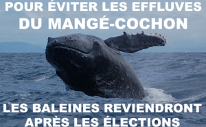 Adieu baleines !